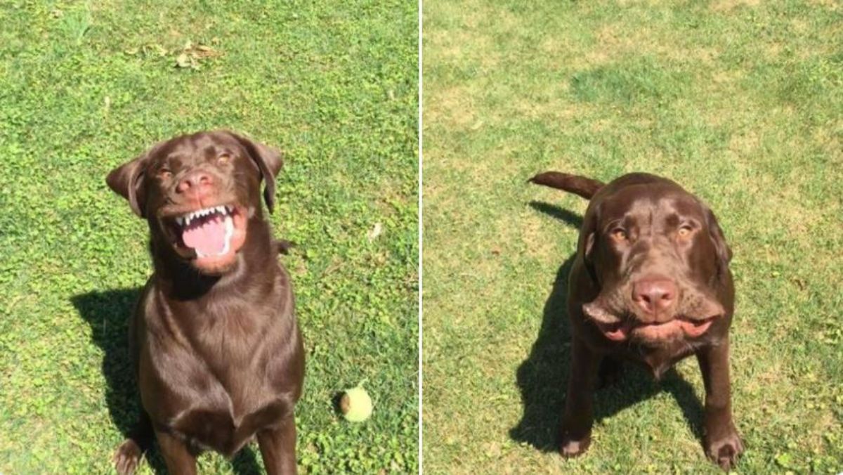 2 photos of a chocolate labrador retriever caught mid-sneeze