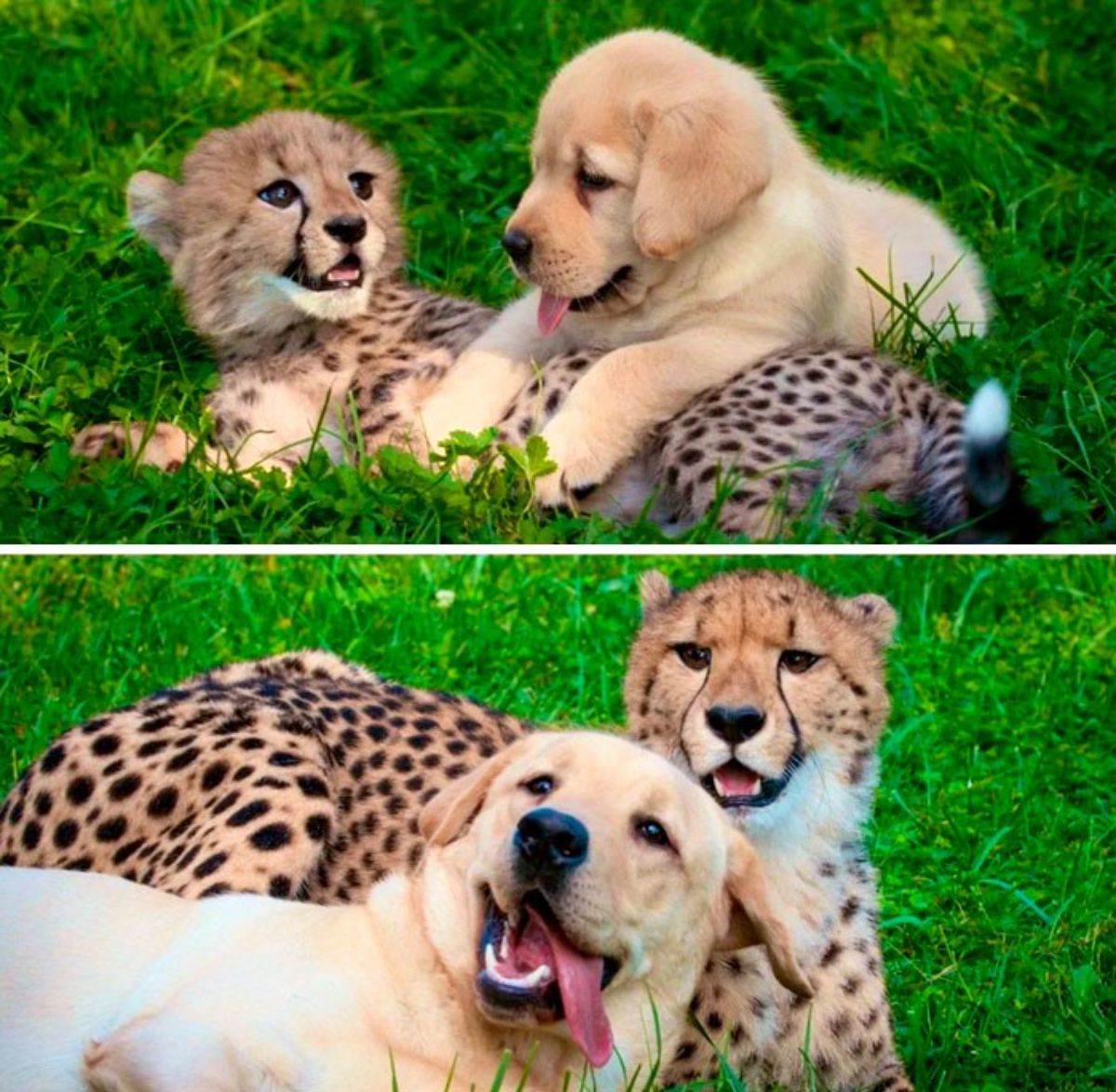 2 photos of a golden retriever and cheetah together as babies and as adults