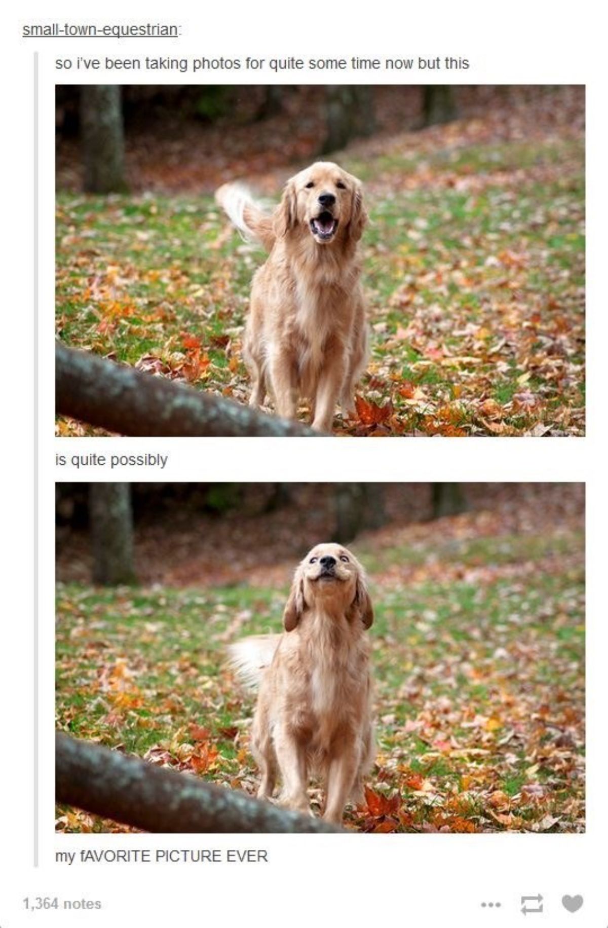 2 photos of a golden retriever running with the seond photo looking like the dog is smiling