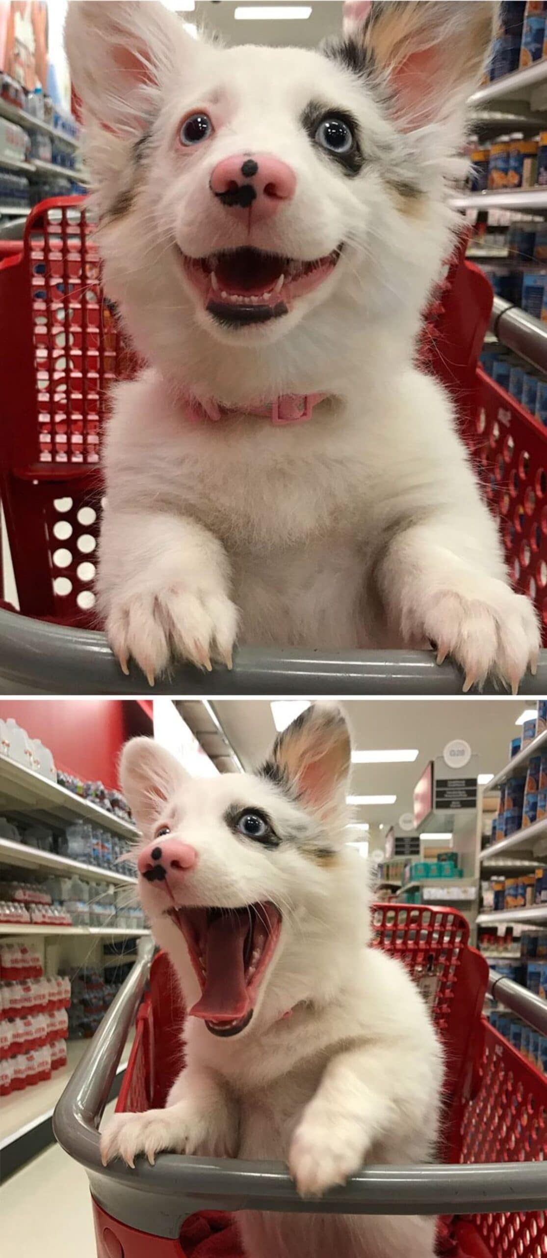2 photos of a white australian shepherd puppy in a red trolley inside a grocery store