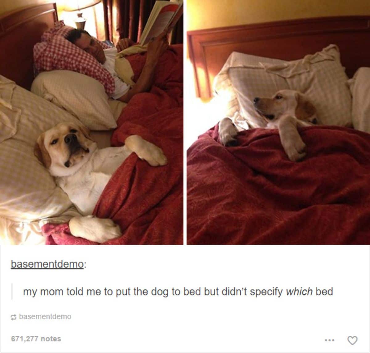 2 photos of a yellow labrador retriever in a bed under a red blanket next to a man