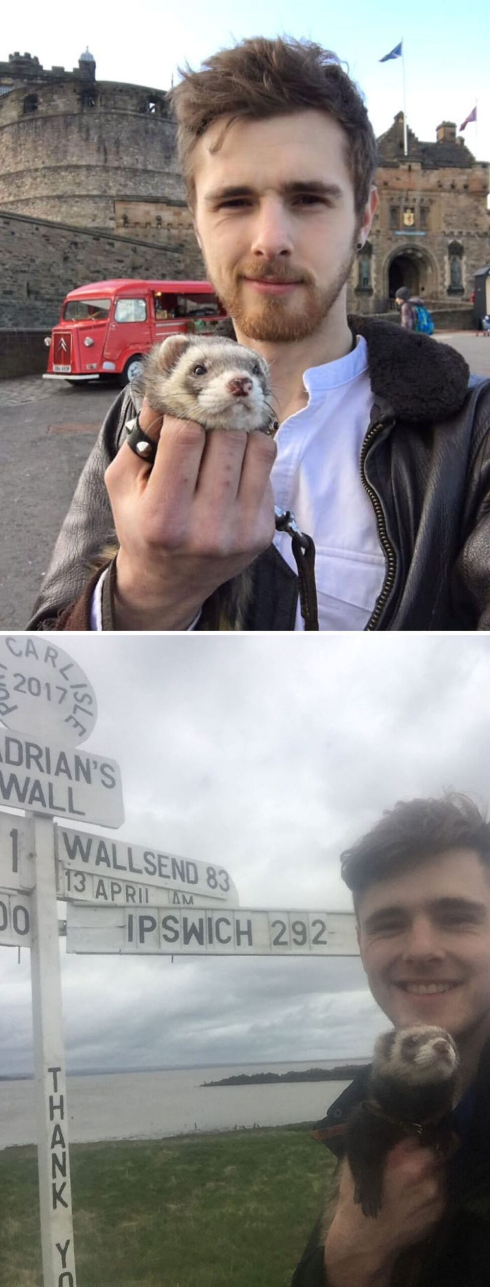 2 photos of black and white ferret being held by a man