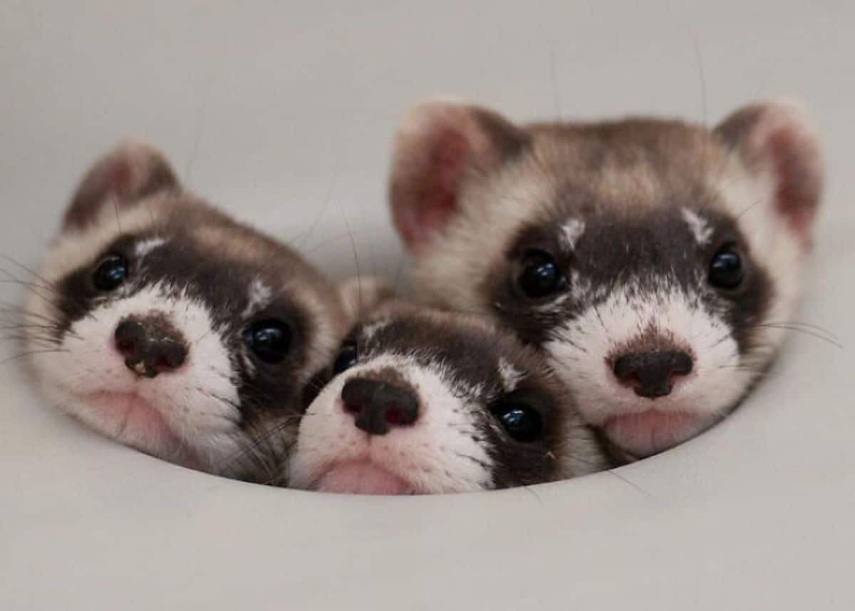 3 brown black and white ferret faces peeking out over something white