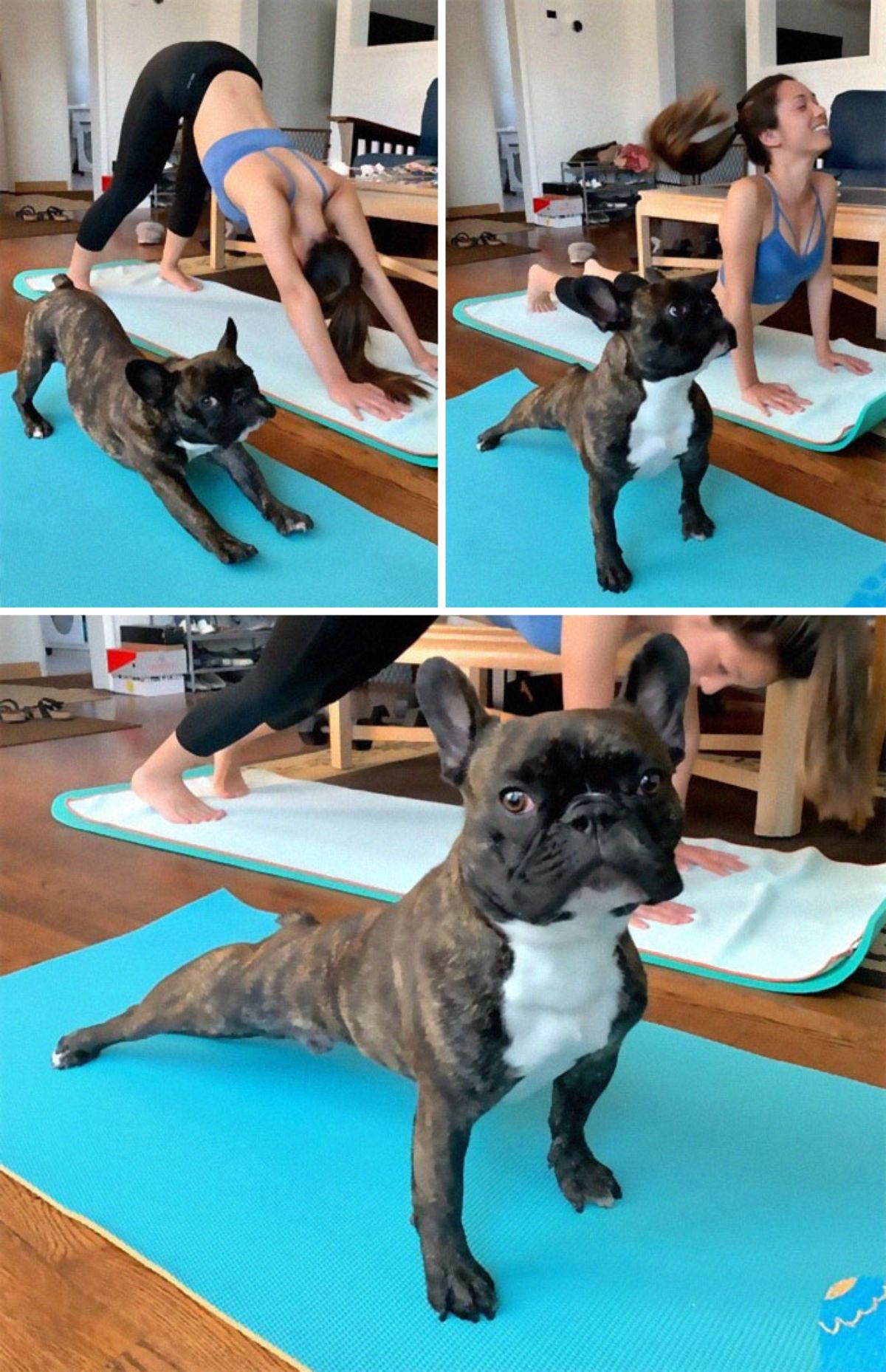 3 photos of a black brown and white french bulldog on a blue yoga mat next to a woman on a white yoga mat and the dog is copying the woman's yoga poses