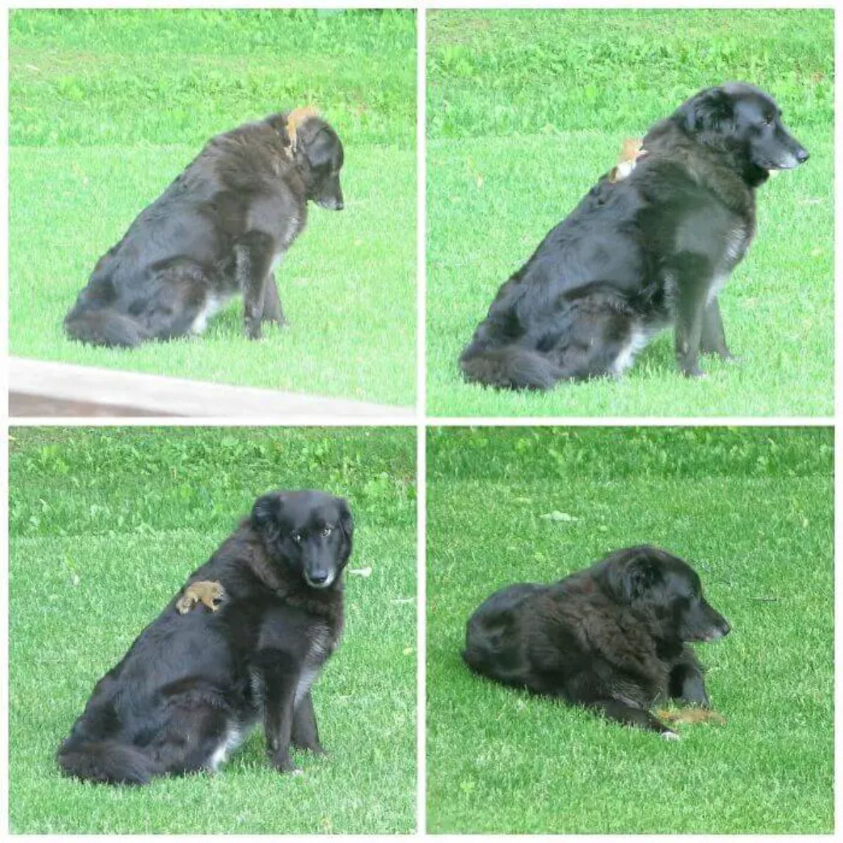 3 photos of a black fluffy dog sitting on grass with a baby squirrel on its head and back and 1 photo of the dog laying down with the squirrel in front