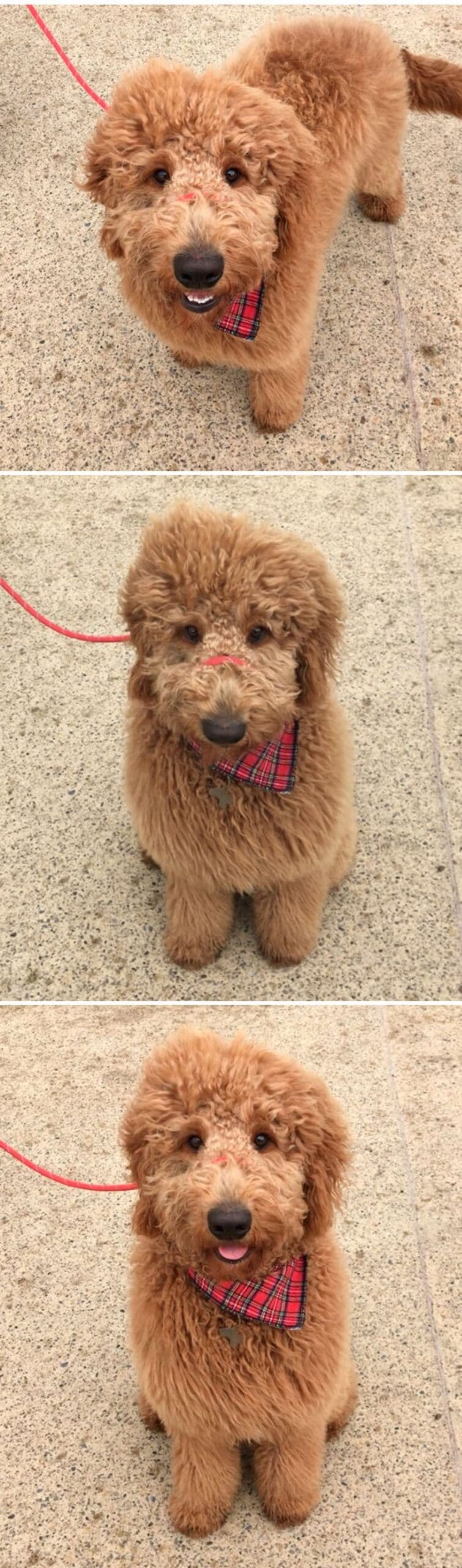 3 photos of a brown poodle sitting on the floor and smiling