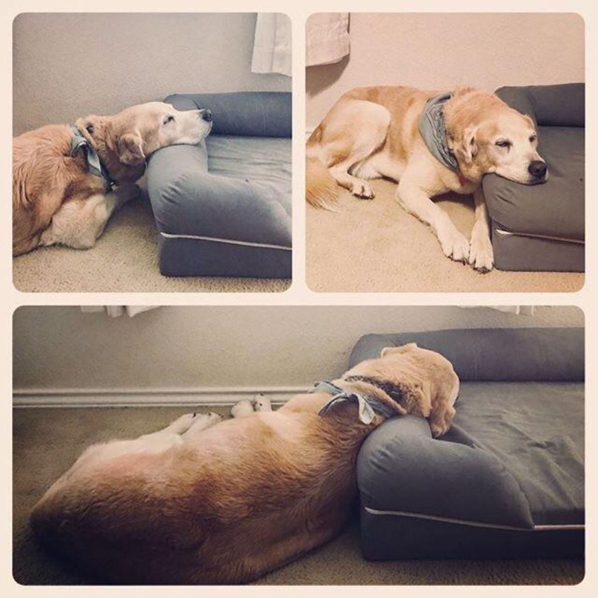 3 photos of a golden retriever sleeping with only the head on a brown dog bed and the rest of the body on the floor