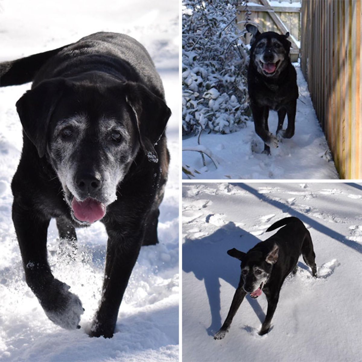 3 photos of an old black dog running on snow