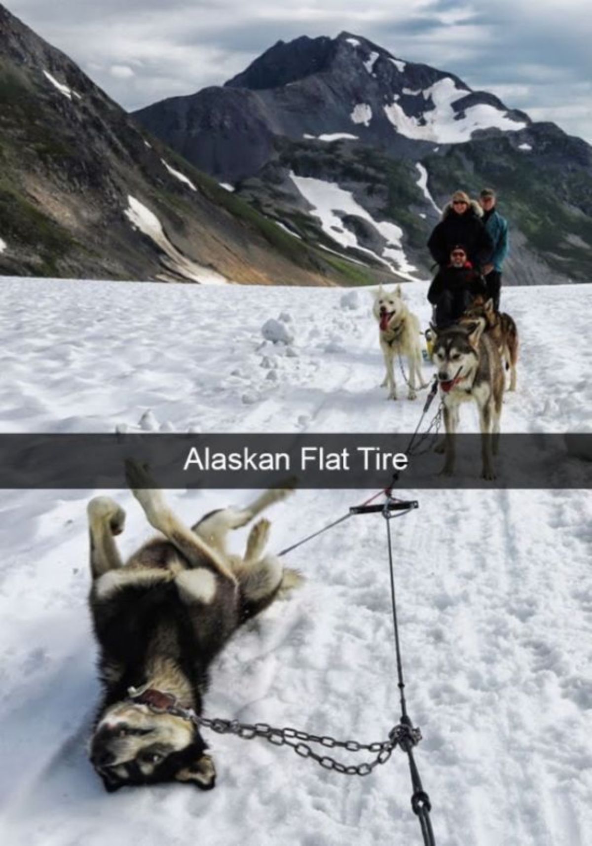 4 alaskan malamutes standing in front of a person in snow with 1 dog laying down belly up