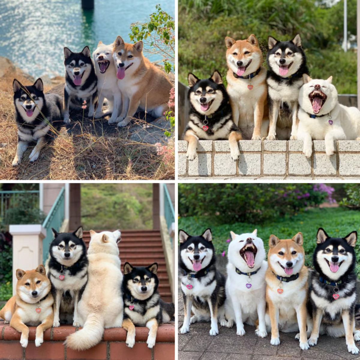 4 photos of 2 black shiba inus, 1 brown shiba inu and 1 white shiba inu posing with the white shiba inu making silly faces or turning away