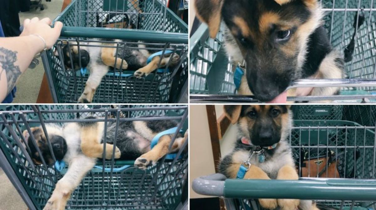 4 photos of a german shepherd puppy in a grocery store cart inside a store