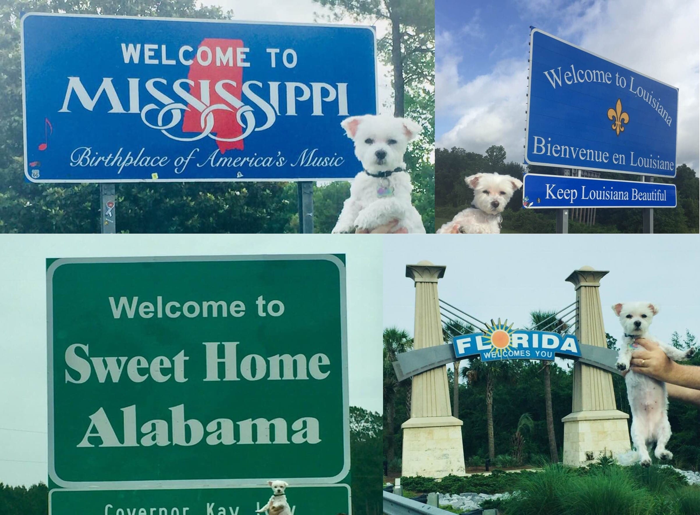 4 photos of a small white dog being held up by state signs of Mississippi, Louisiana, Alabama and Florida