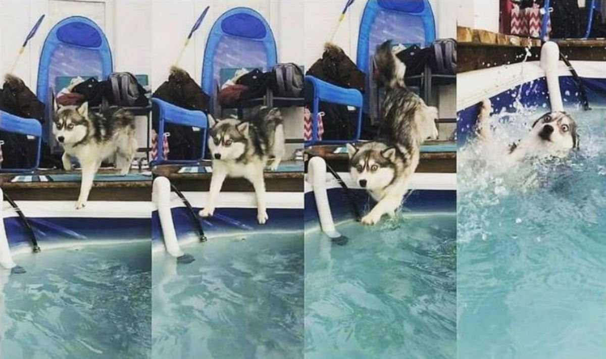 4 photos showing a black and white husky jumping into a swimming pool and regretting it and looking alarmed