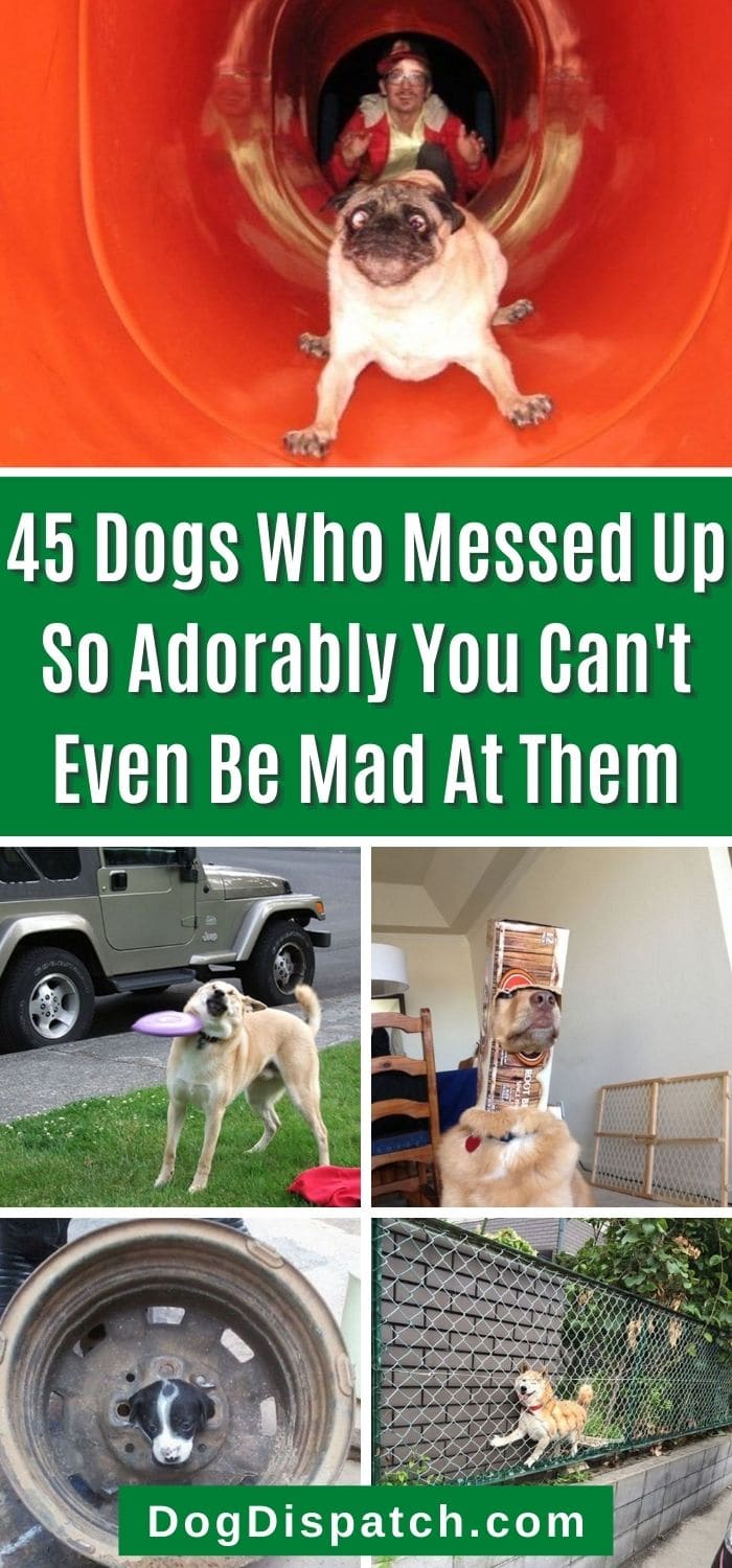 45 Dogs Who Messed Up So Adorably You Can't Even Be Mad At Them - Dog ...