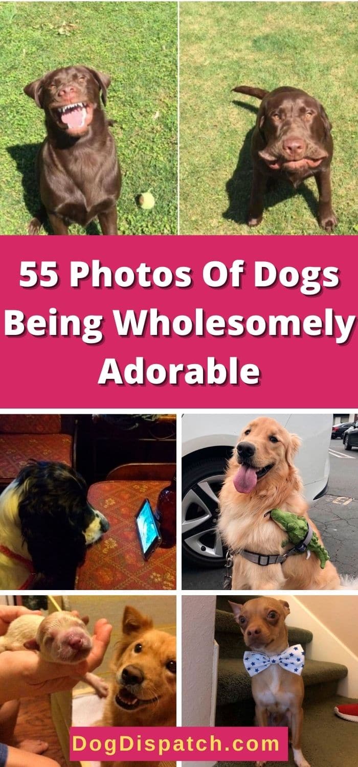 55 Photos Of Dogs Being Wholesomely Adorable - Dog Dispatch