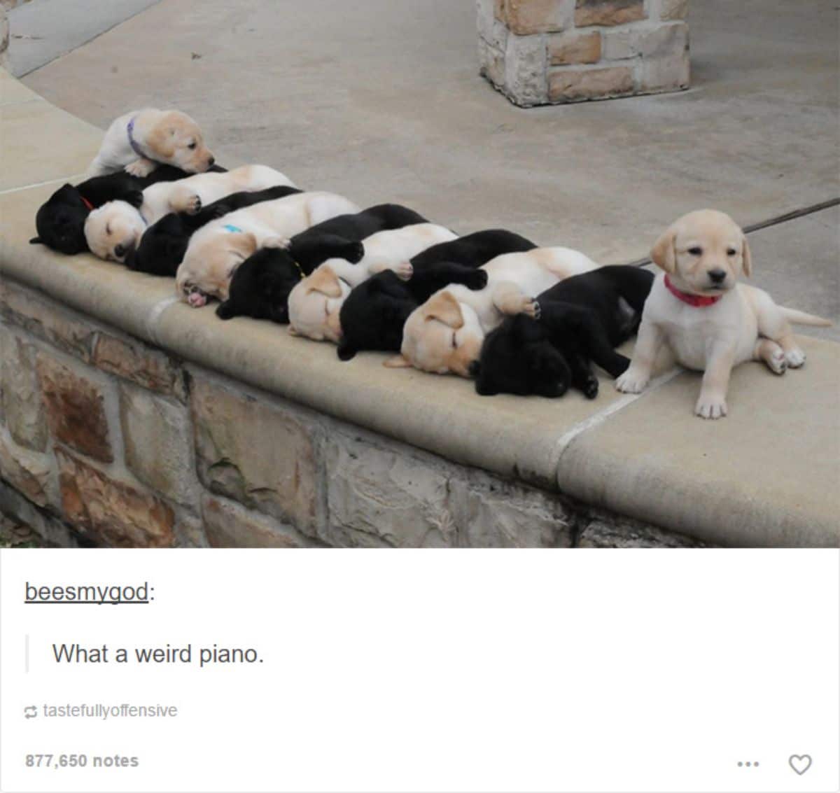 6 yellow labrador retriever puppies and 5 black labrador retriever puppies placed alternately in a row