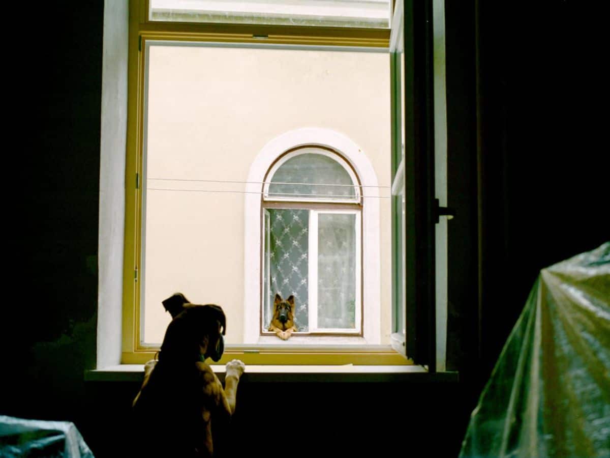 a brown boxer looking out of a large window at a german shepeherd looking out of a window with them looking at each other