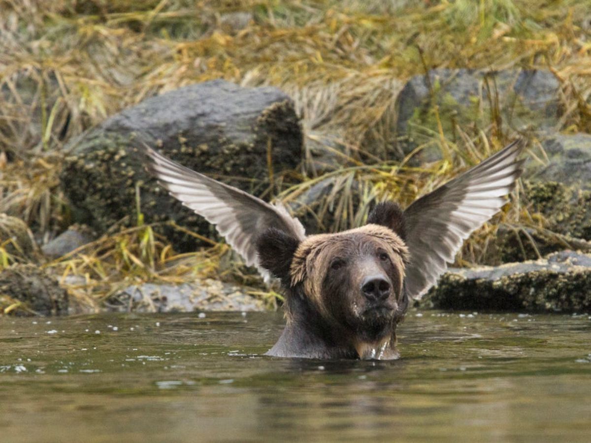 a grey and black bird opening its wings right behind a brown grizzly bear submerged in water except for the head making it look like the bear head has wings