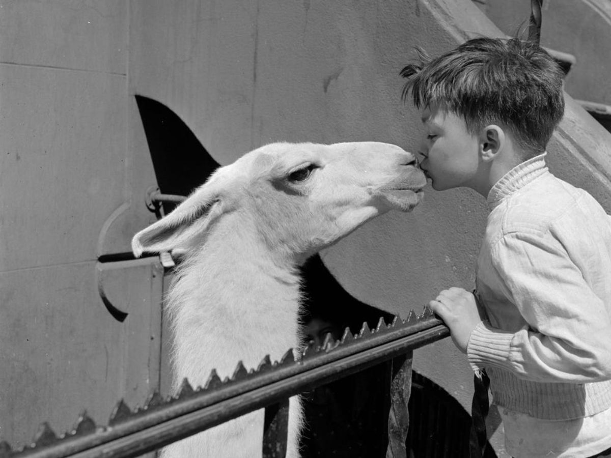 a llama behind a fence getting kissed under the nose by a little boy
