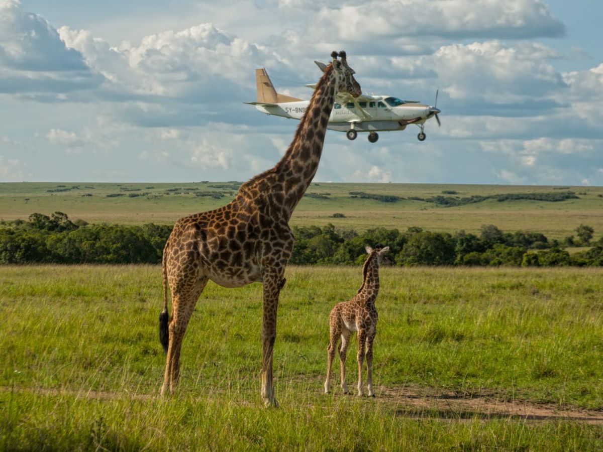 a mother giraffe and baby giraffe standing on grass with the mother's head seeming to touch a white plane going by