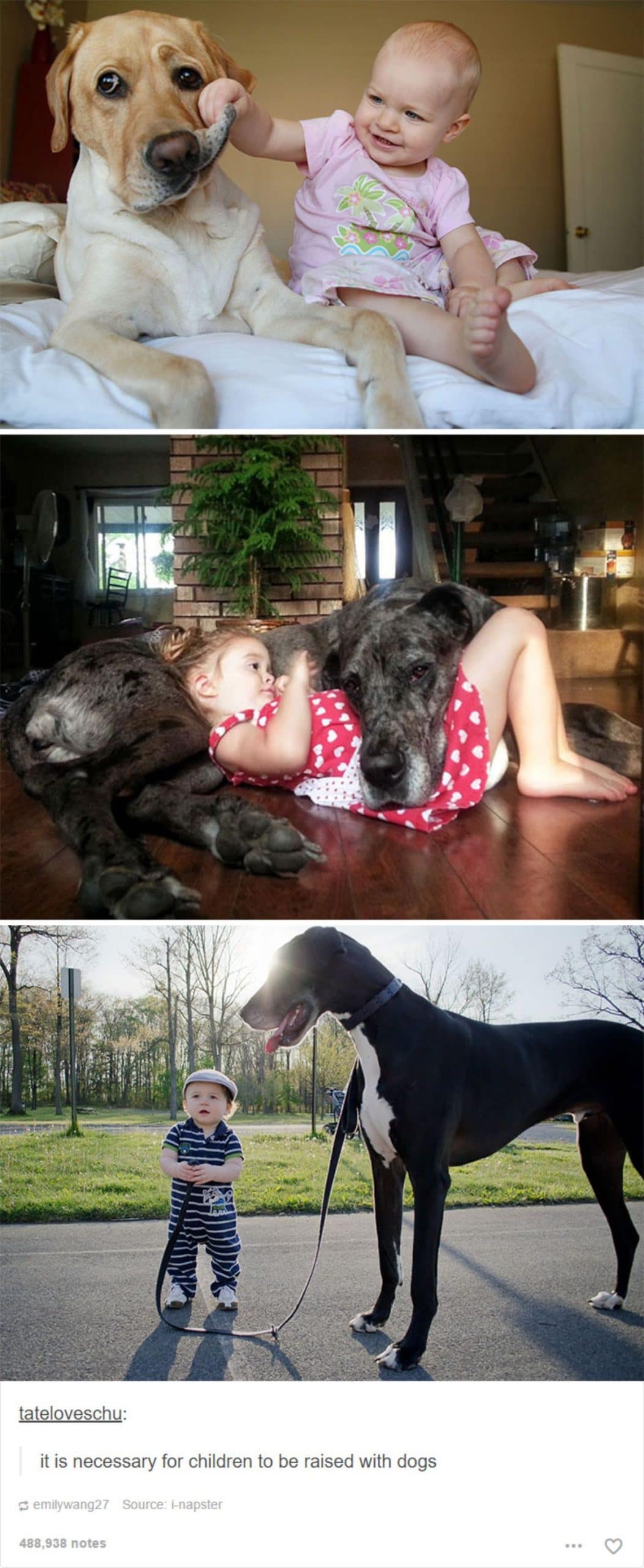 a photo of a baby on a bed holding up a yellow labrador retriever's lip, a girl laying head on a black dog and a boy with a great dane