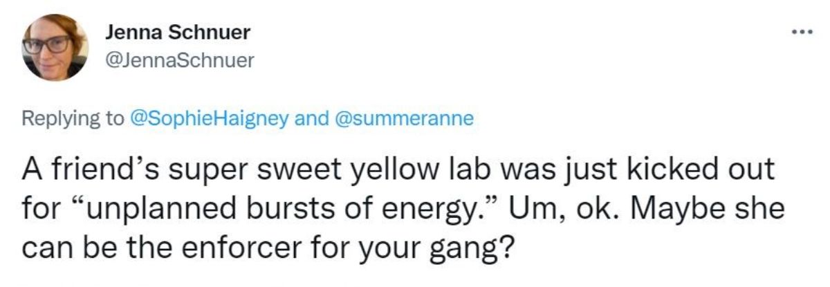 a tweet saying a friend's sweet yellow labrador was kicked out for having unplanned bursts of energy and whether she could be the enforcer for a gang