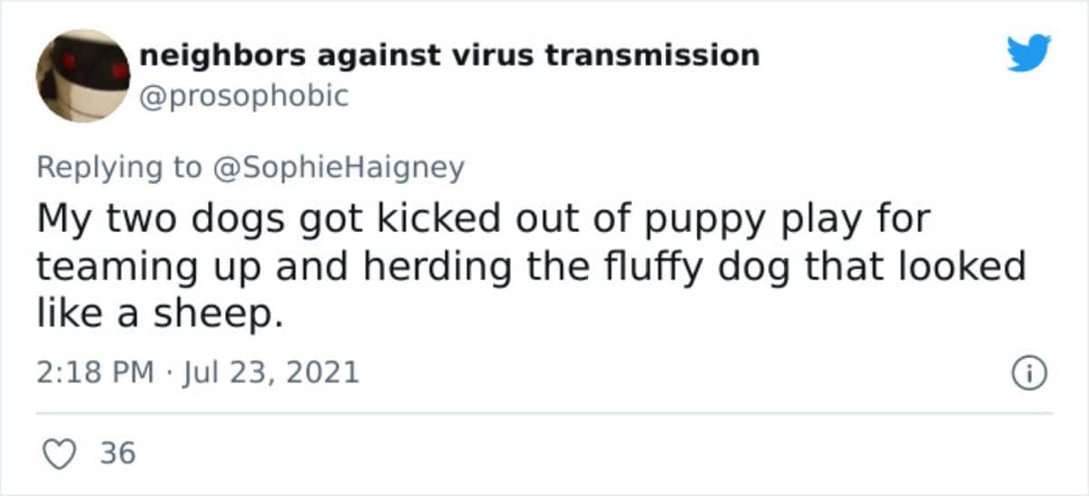 a tweet saying their two dogs got kicked out from puppy play for teaming up and herding a fluffy dog like a sheep