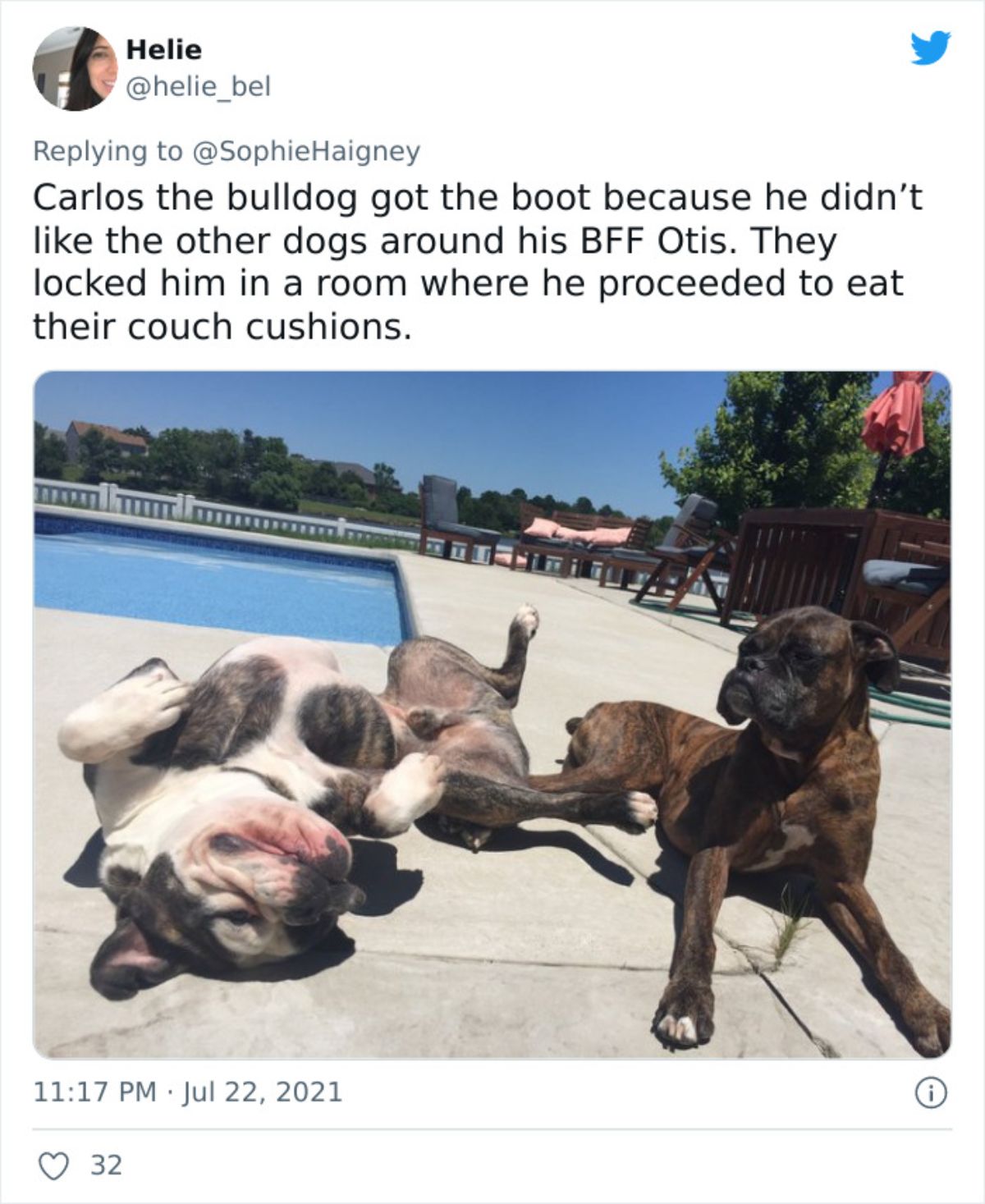 a tweet with a photo of a black and white bulldog and brown and black dog saying the bulldog got possessive of the other dog and ate couch cushions