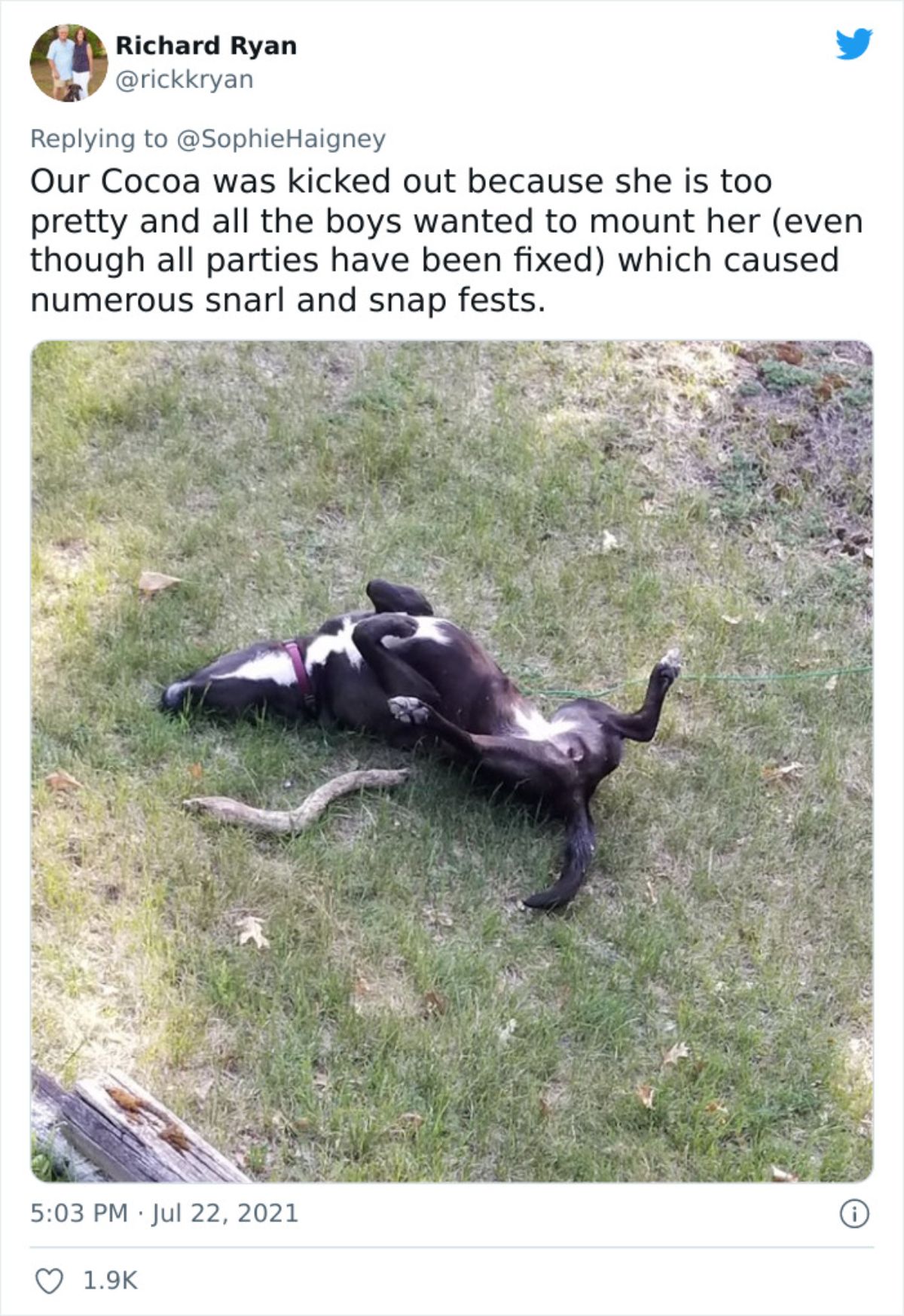 a tweet with a photo of a black and white dog laying belly up on grass saying she got kicked because the male dogs wanted to mount her and fought