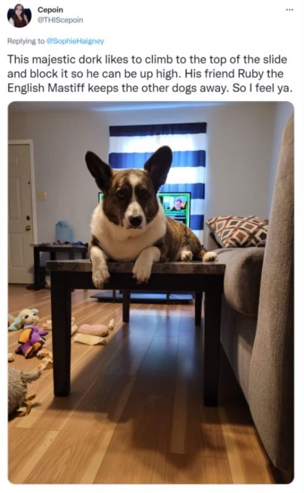 a tweet with a photo of a brown and white dog on a table saying he likes to climb on top of things to be up high