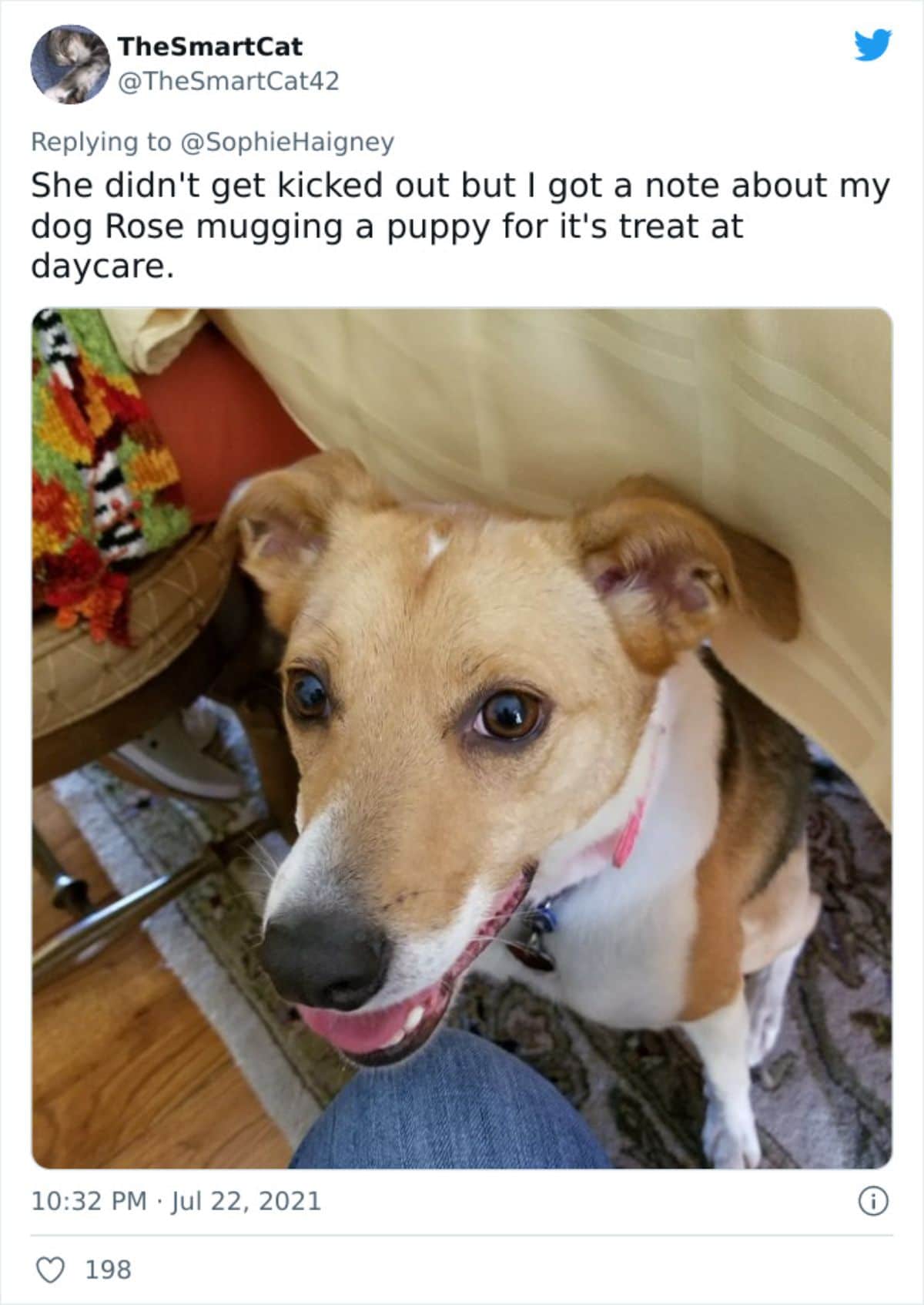 a tweet with a photo of a brown and white dog saying she got in trouble for mugging a puppy for its treat