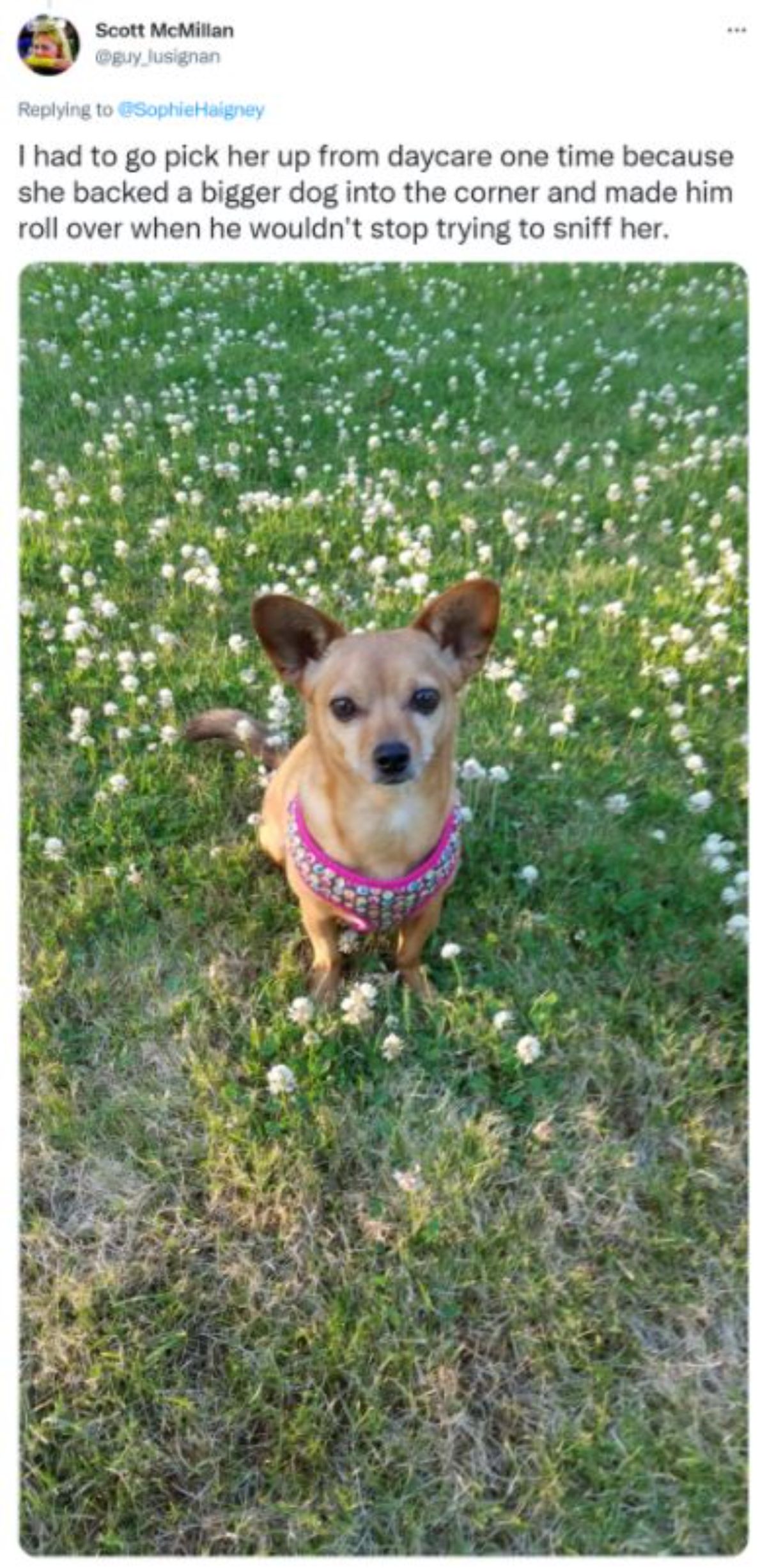 a tweet with a photo of a brown chihuhua wearing pink harness in a field of white flowers saying she cornered a big dog for trying to sniff her