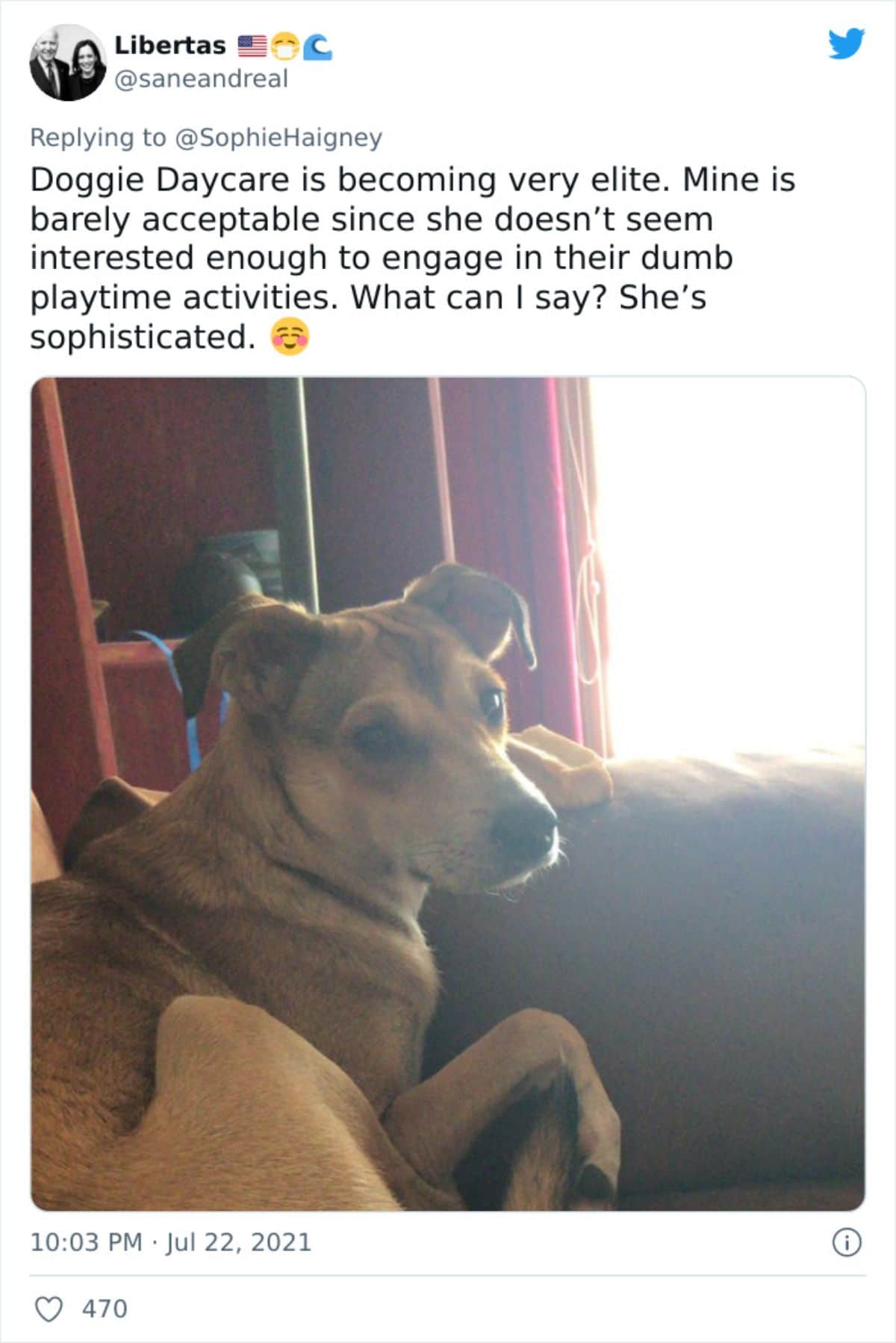a tweet with a photo of a brown dog laying down saying she didn't like playing the doggy daycare playtime activities