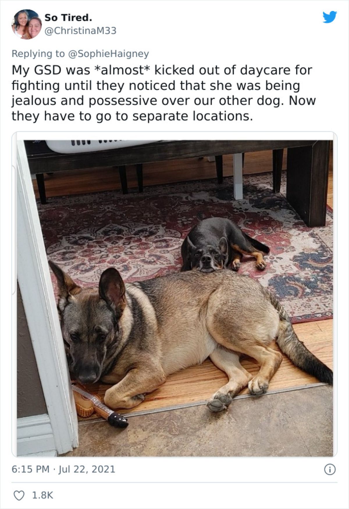a tweet with a photo of a german shepherd and a black dog saying the shepherd got possessive of the other dog