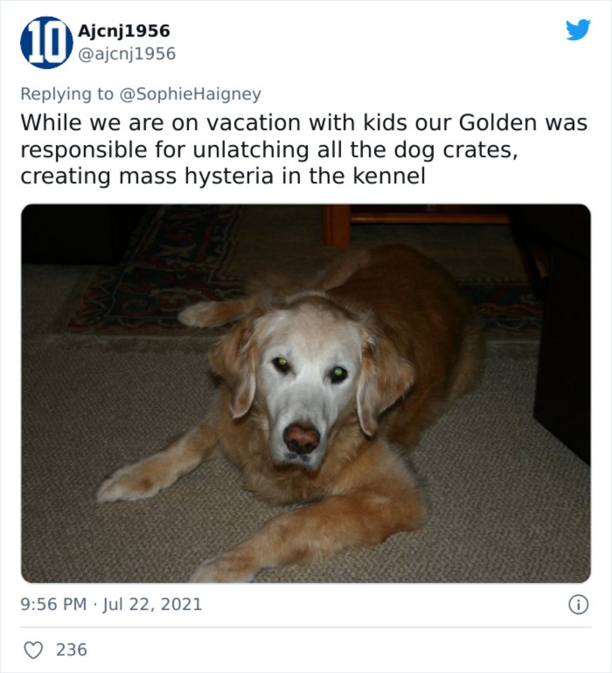 a tweet with a photo of a golden retriever saying he unlatched the dog crates getting the dogs out
