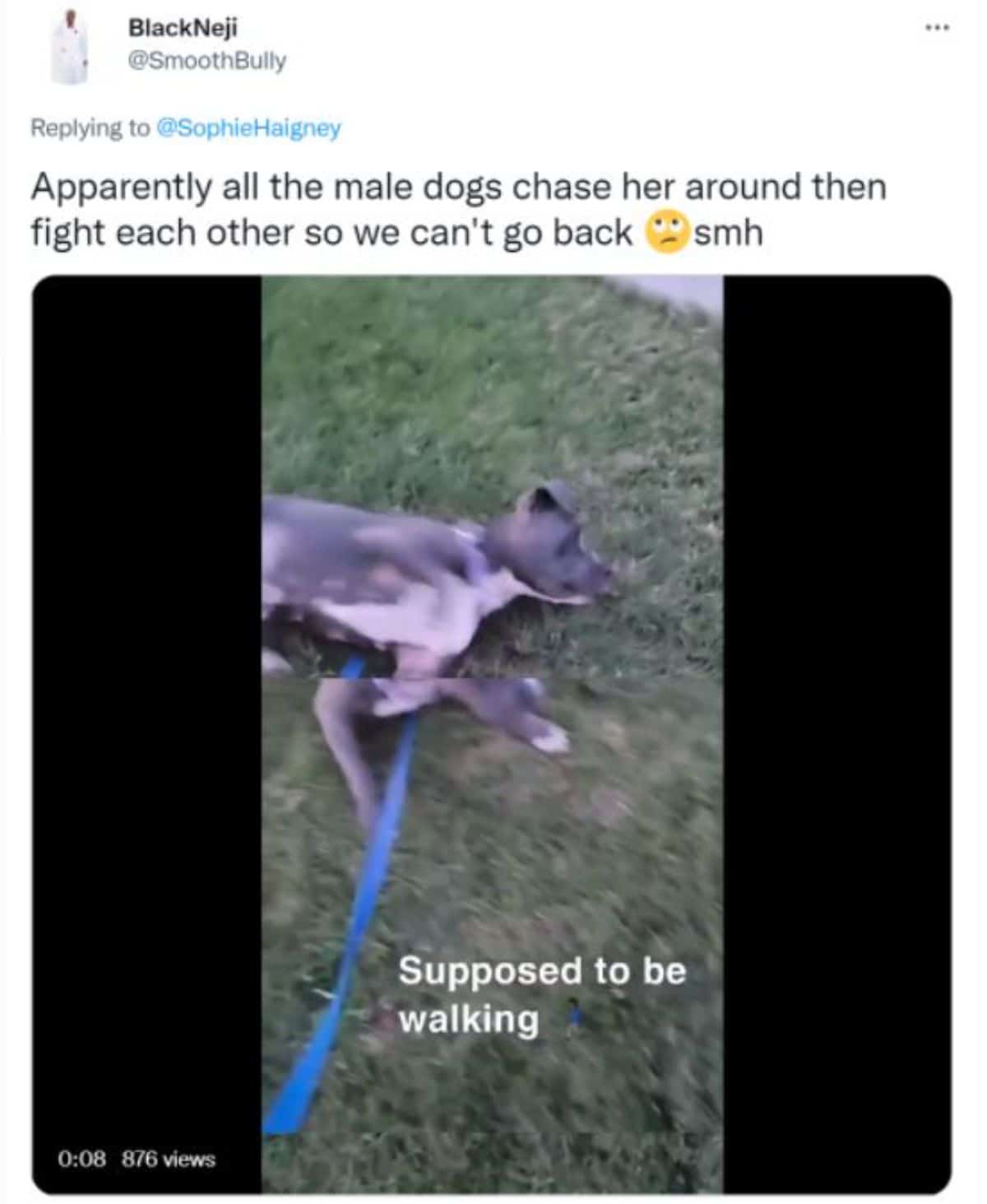 a tweet with a photo of a grey and white dog on her side on grass saying all the male dogs chased her around and fought each other so she can't return