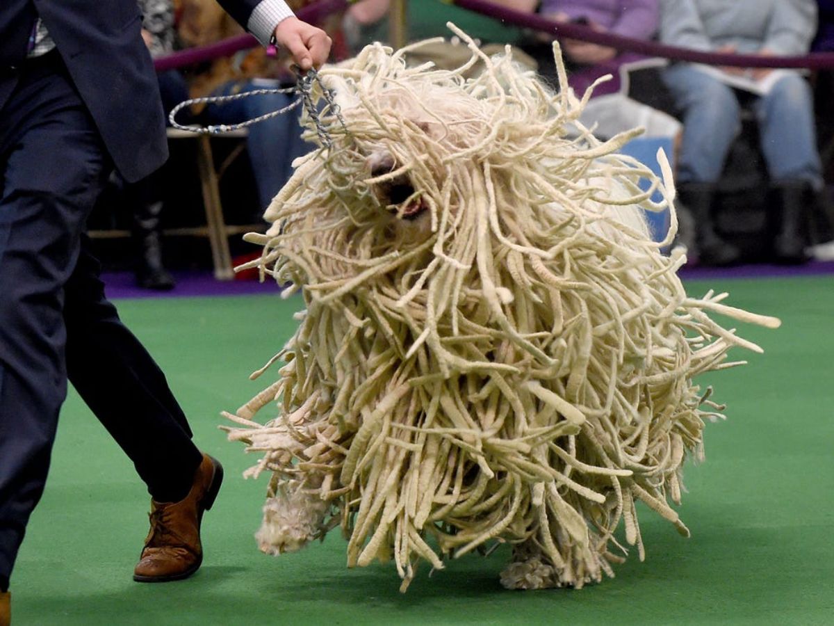 a white dog running on a green surface looking like a mop