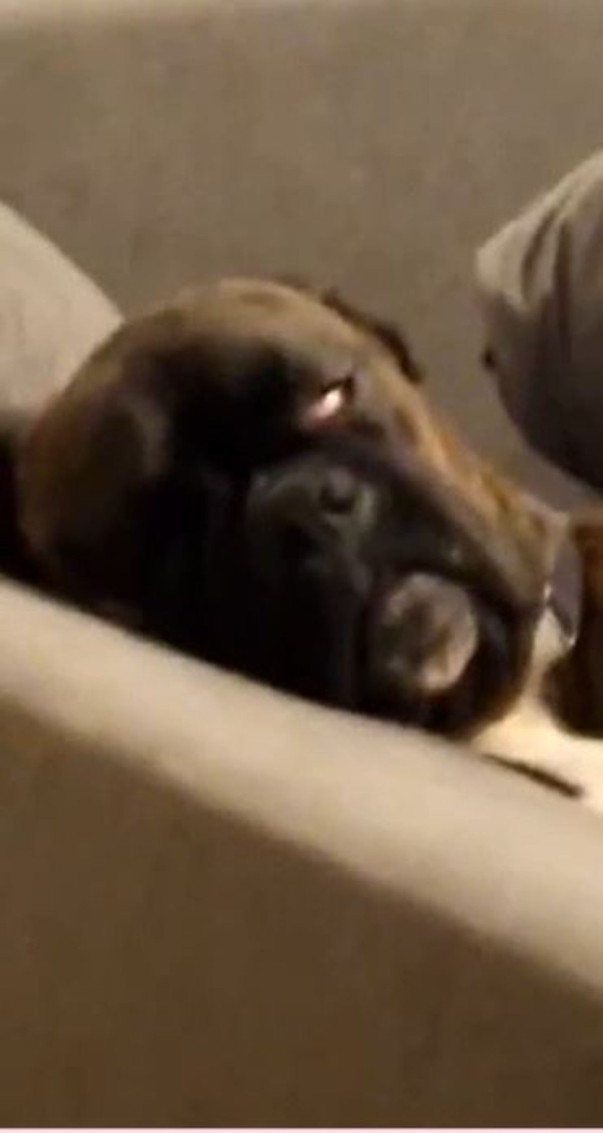 black and brown boxer sleeping on a sofa with one eye slightly open in deep sleep