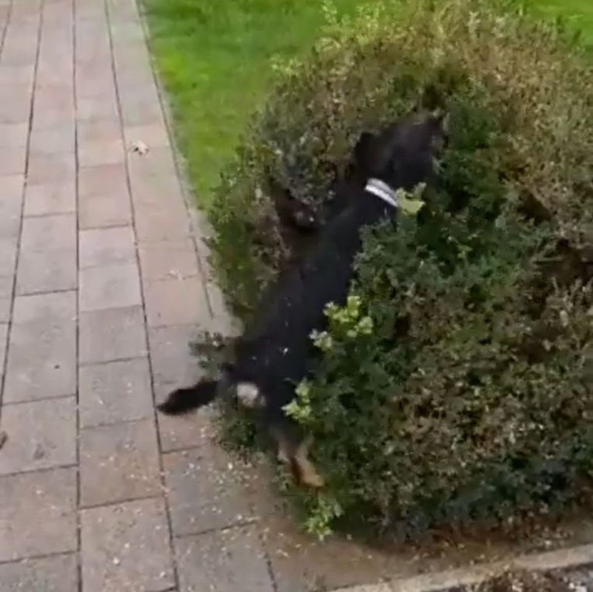 black and brown dog jumping into a large green bush