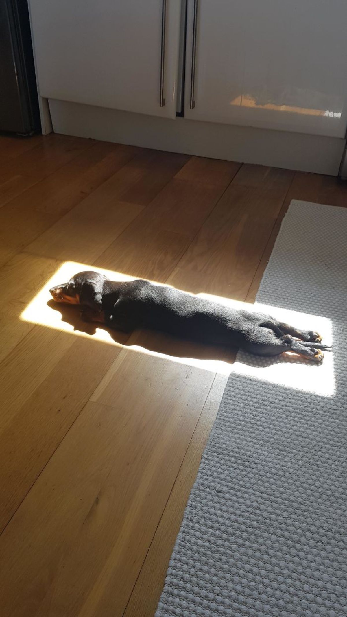 black and brown dog laying on the floor stretched out in sunlight