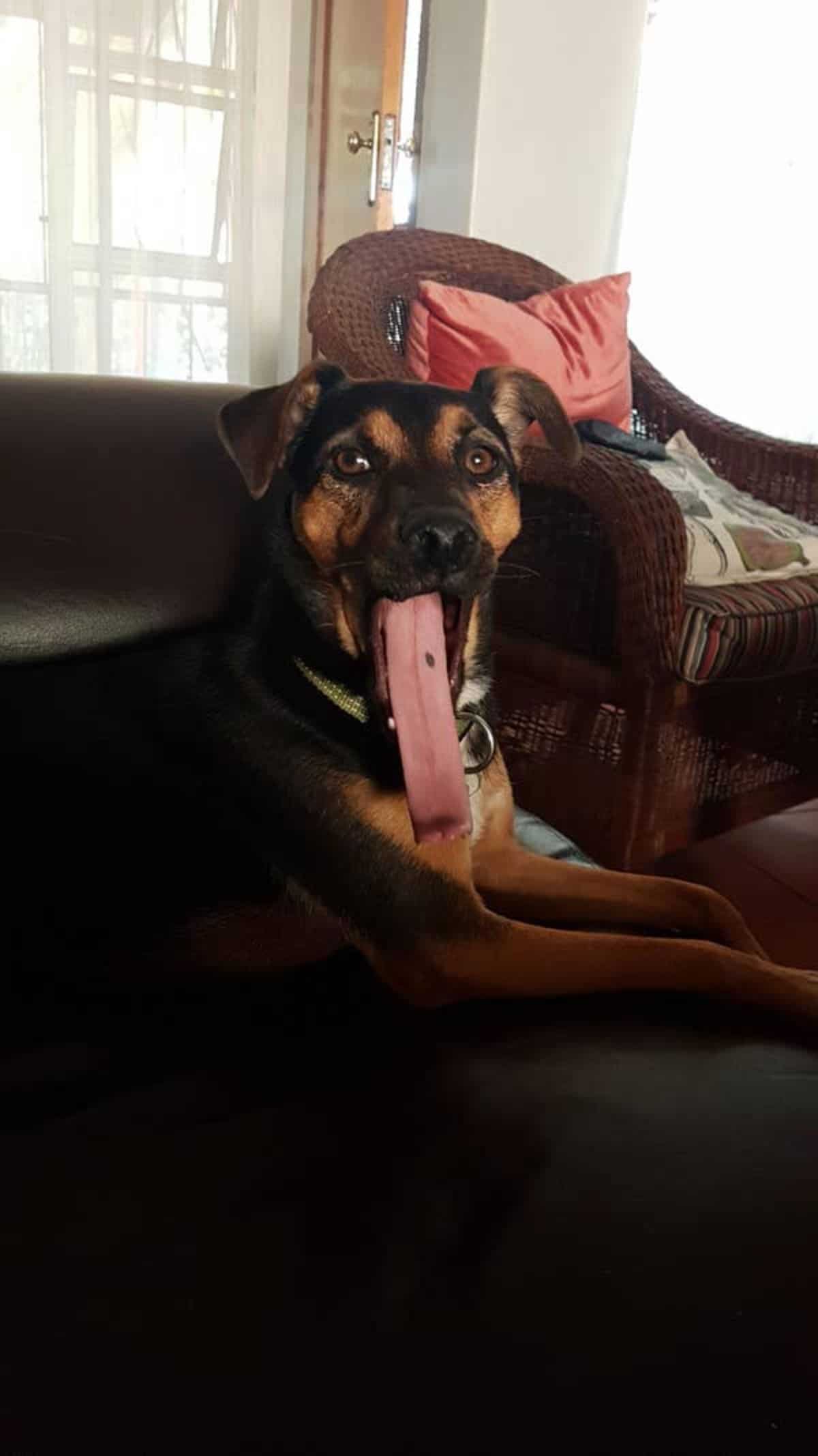 black and brown dog laying with mouth wide open and tongue extended very long