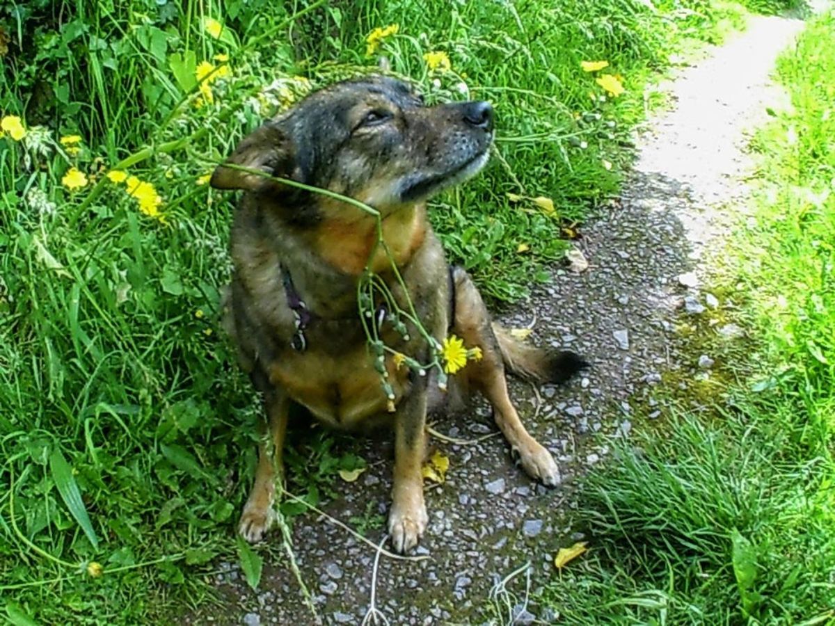 black and brown dog sitting on a path surrounded by grass and yellow flowers