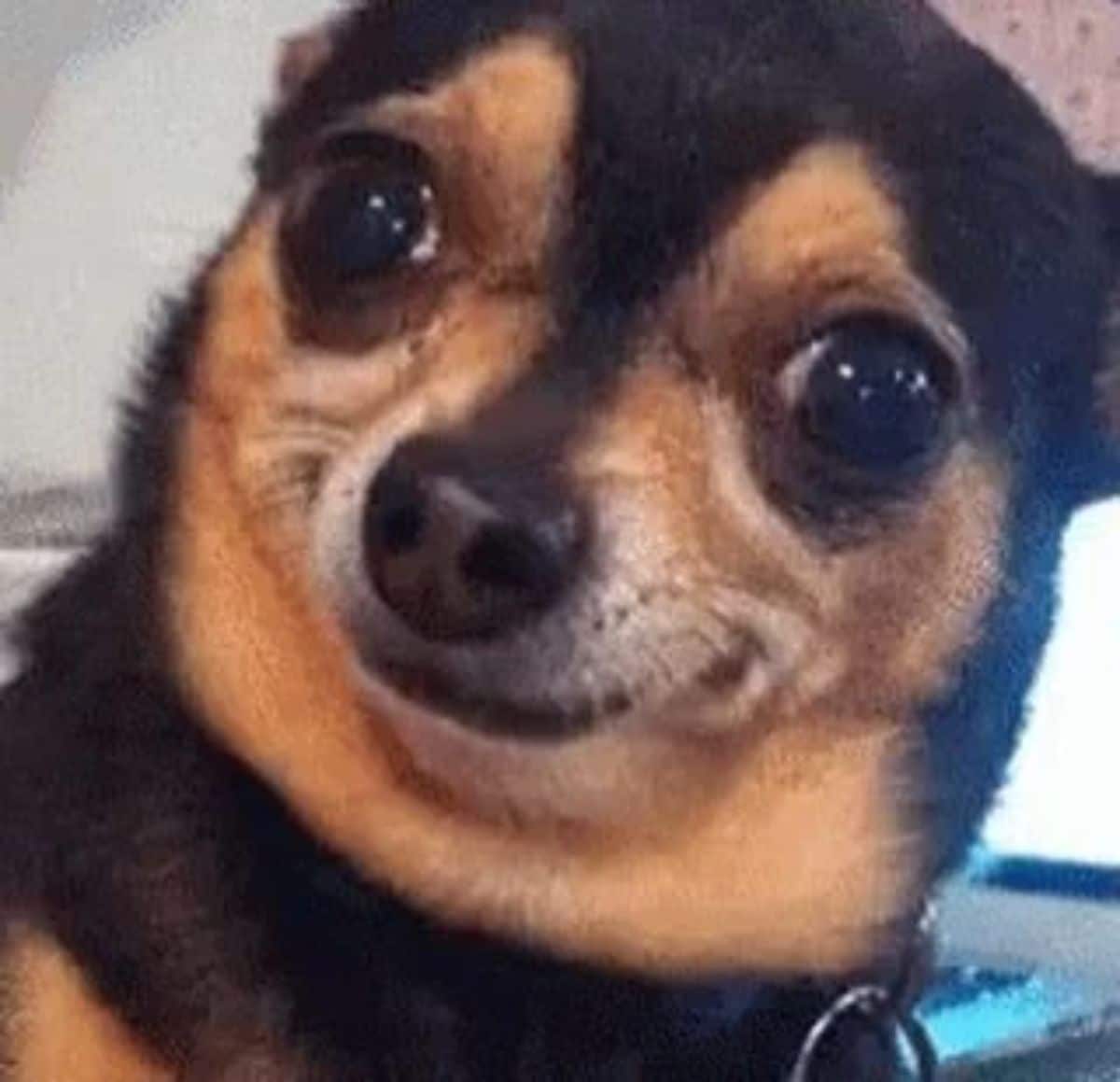 black and brown dog smiling at the camera looking smug