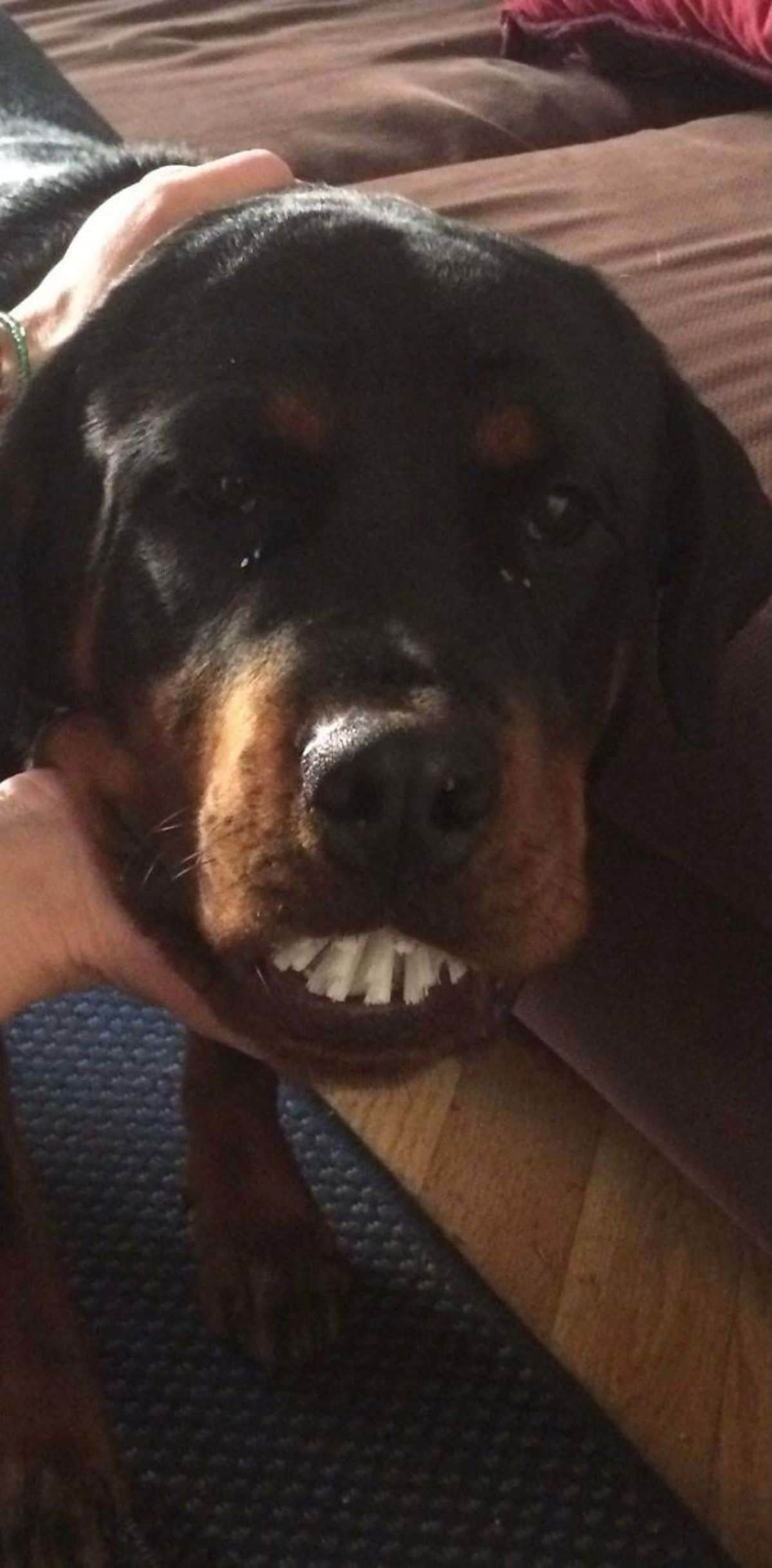 black and brown dog with a whtie dish brush in its mouth looking like teeth