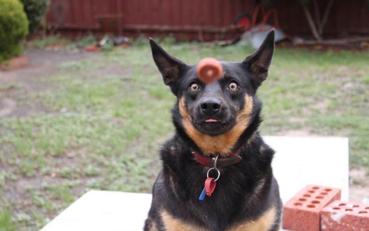 black and brown dog with widened eyes watching a red treat flying in mid air