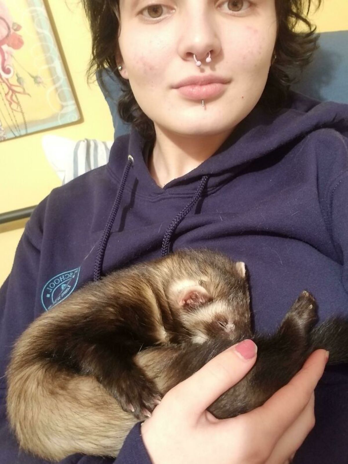 black and brown ferret curled in half cuddling in a person's arm nestled against the chest
