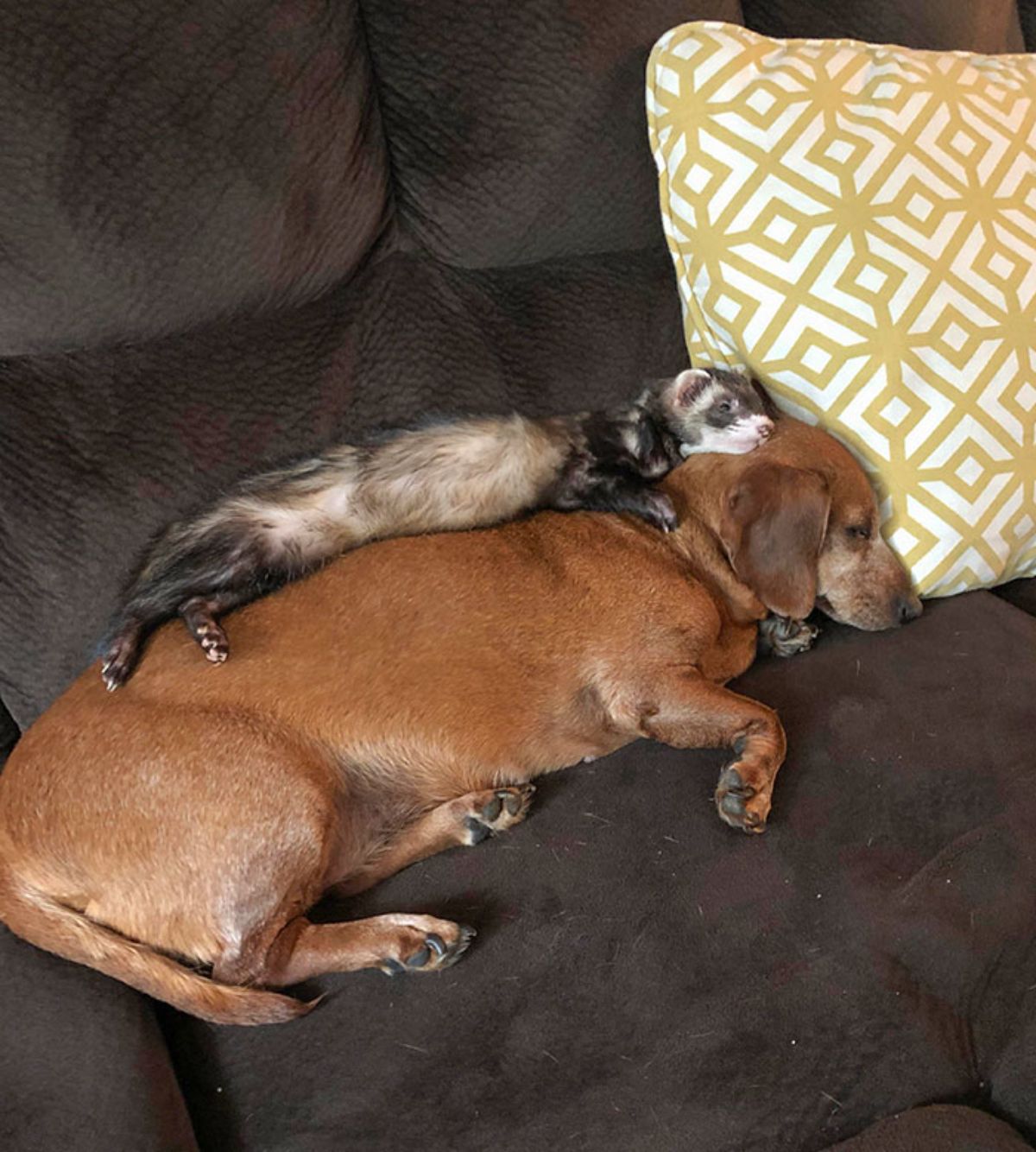black and brown ferret sleeping on top of a brown dog sleeping on a brown sofa