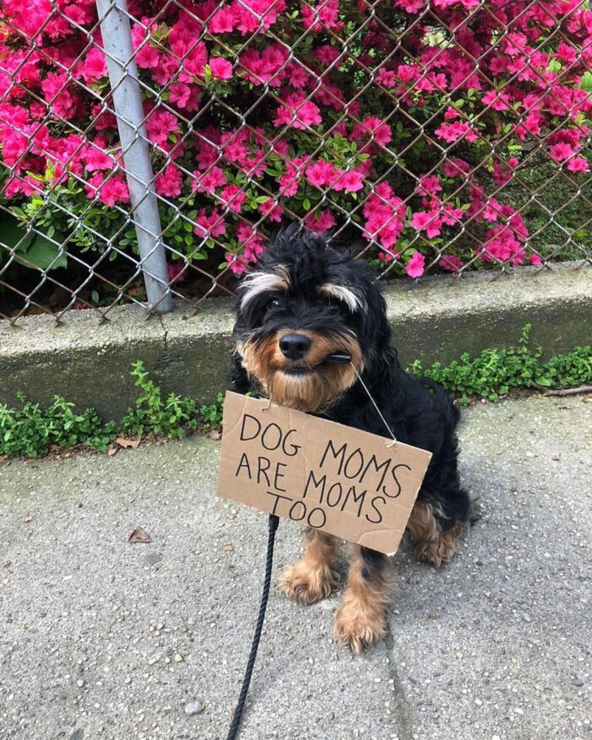 black and brown yorkshire terrier holding a sign saying dog moms are moms too