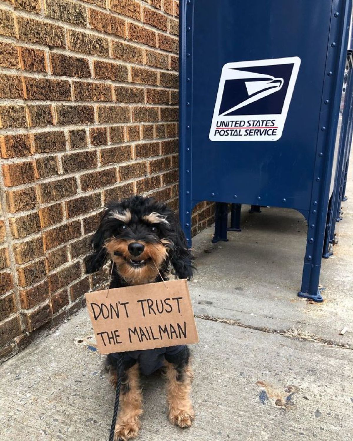 black and brown yorkshire terrier holding a sign saying don't trust the mailman while sitting next to a blue mailbox
