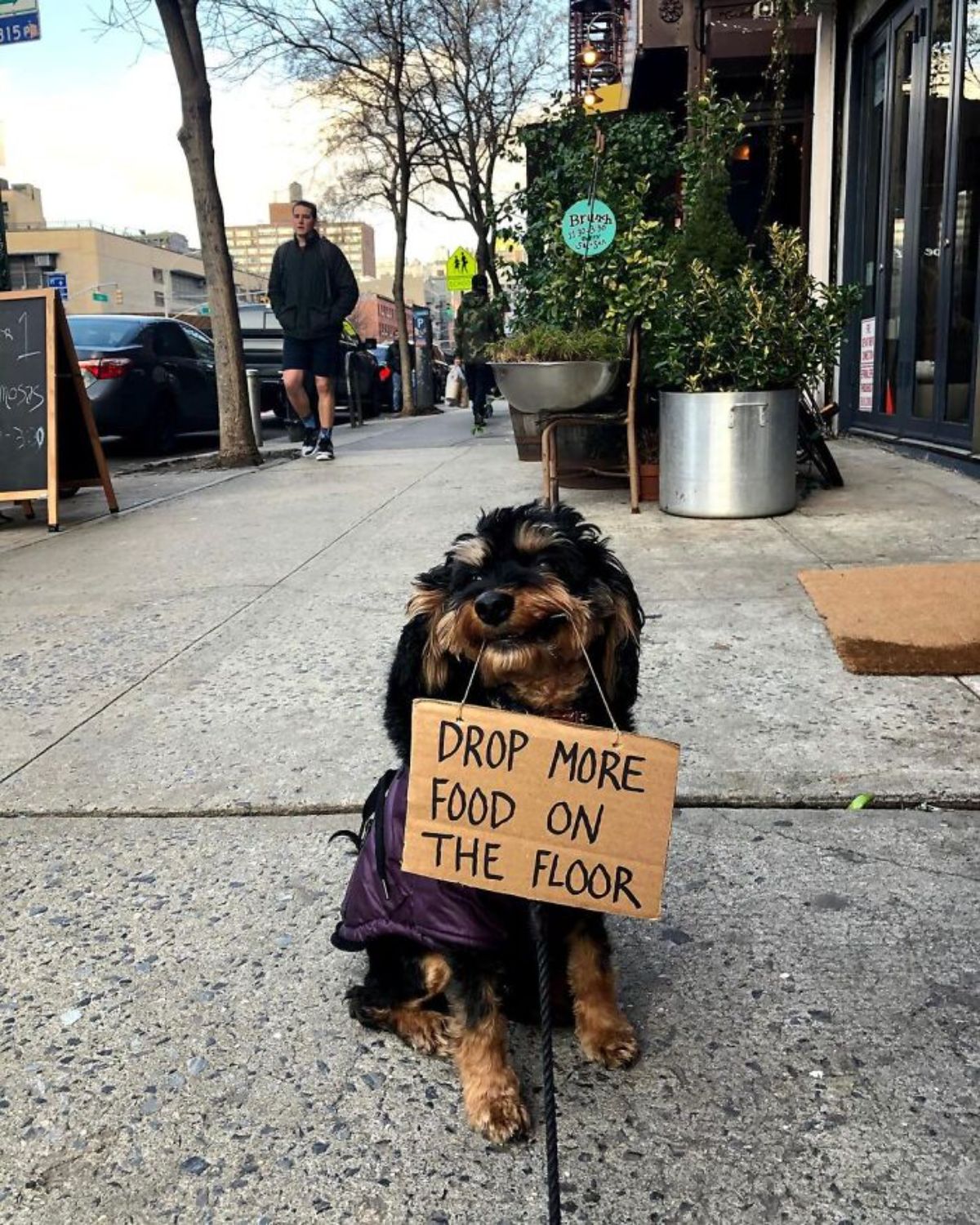 black and brown yorkshire terrier holding a sign saying drop more food on the floor